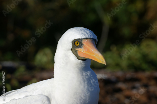 Fou masqué photo