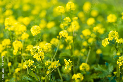 Yellow flowering Rapeseed from close © Ruud Morijn