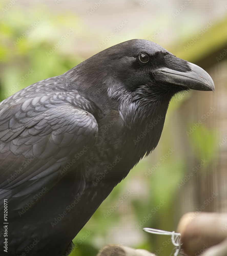 Fototapeta premium Raven