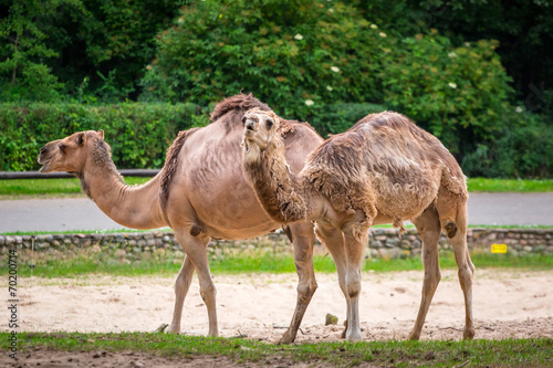 Camels in the zoo