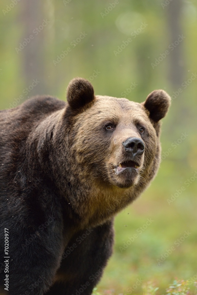 Brown bear in the forest Brown bear in the forest