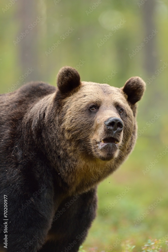 Brown bear in the forest