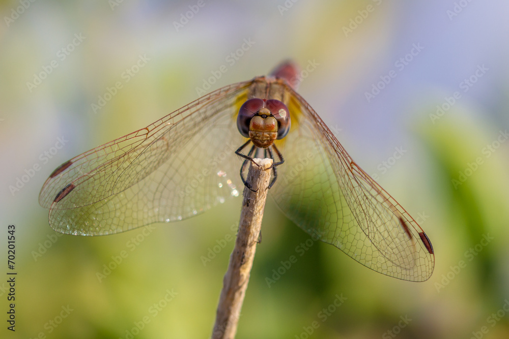 Dragonfly Dragonfly