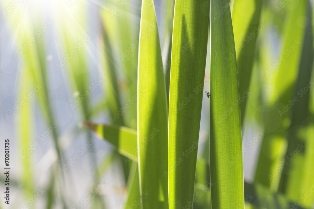 abstract natural background with a fly and reeds abstract natural background with a fly and reeds