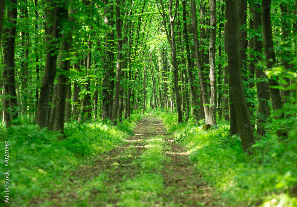 green forest