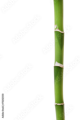 Bamboo isolated on white