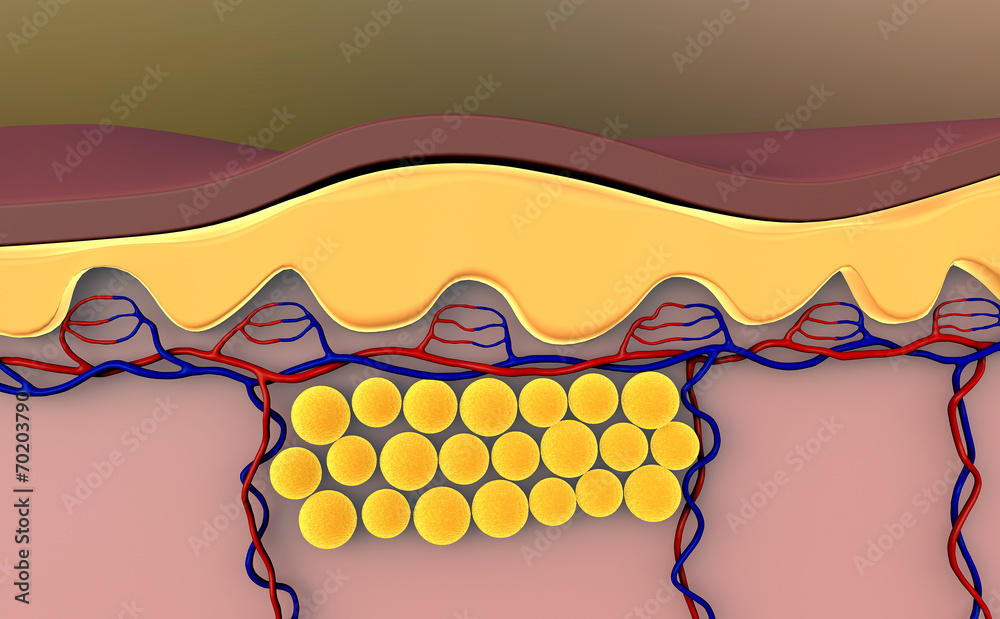 fat cells, leather anatomy Stock Illustration | Adobe Stock