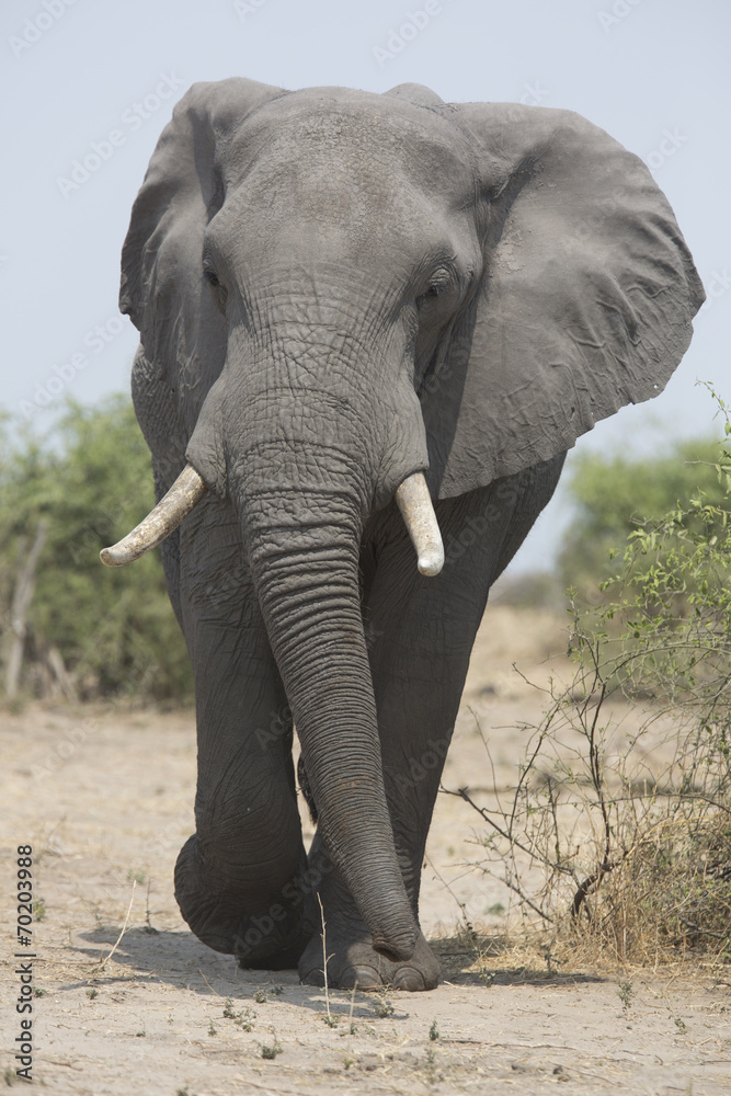 Fototapeta premium Portrait of wild african elephant