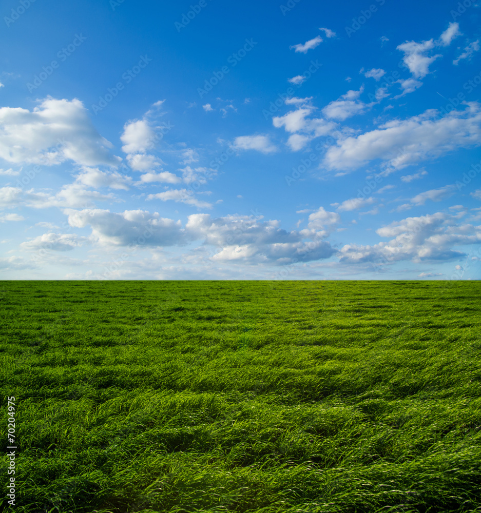 field of spring grass field of spring grass