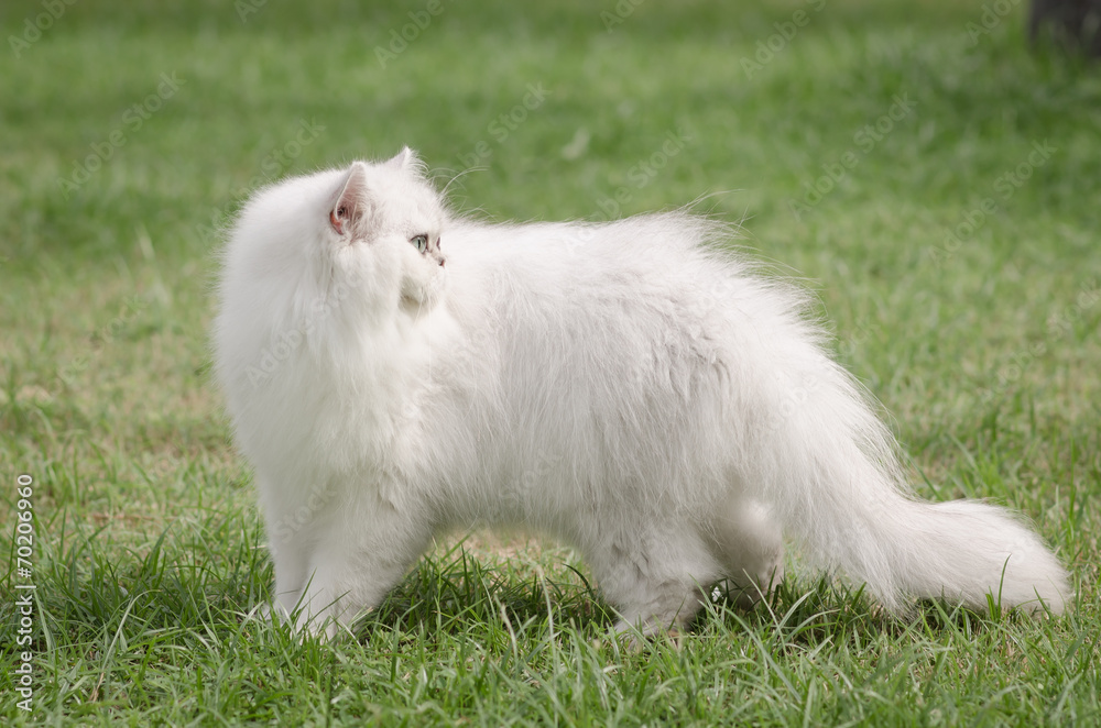 White persian cat walking