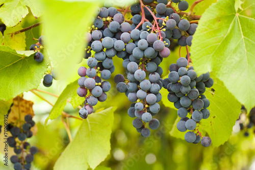 Grape leaves