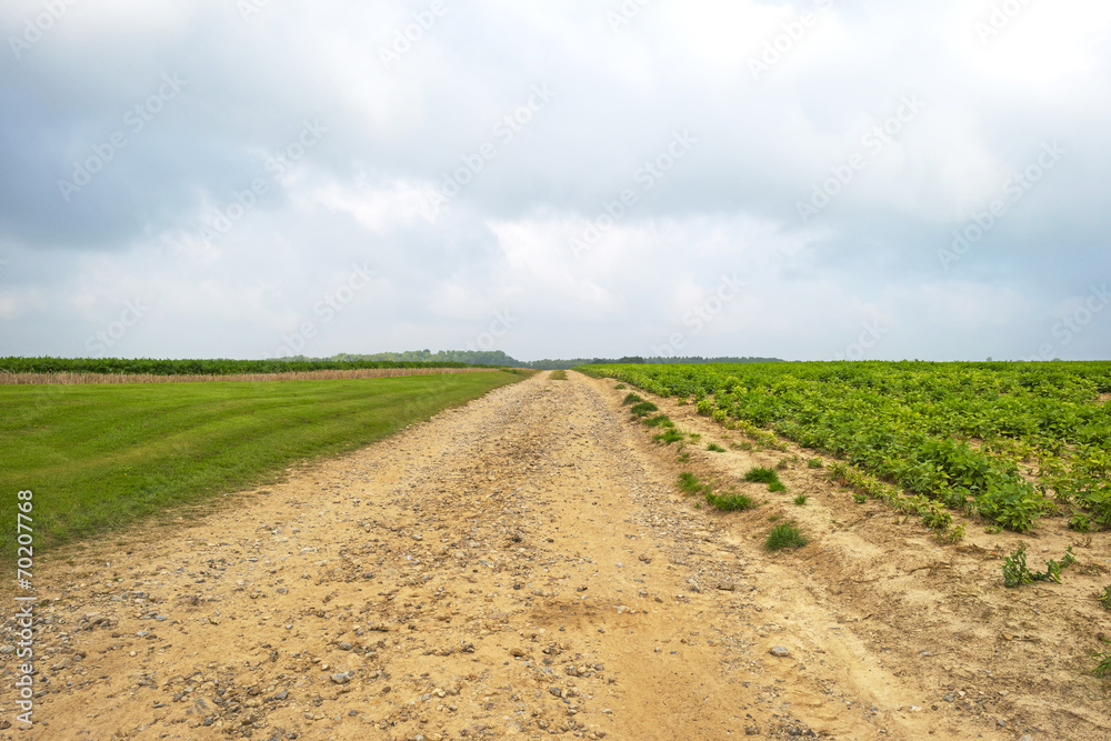 Dirt road through the countryside in summer Dirt road through the countryside in summer