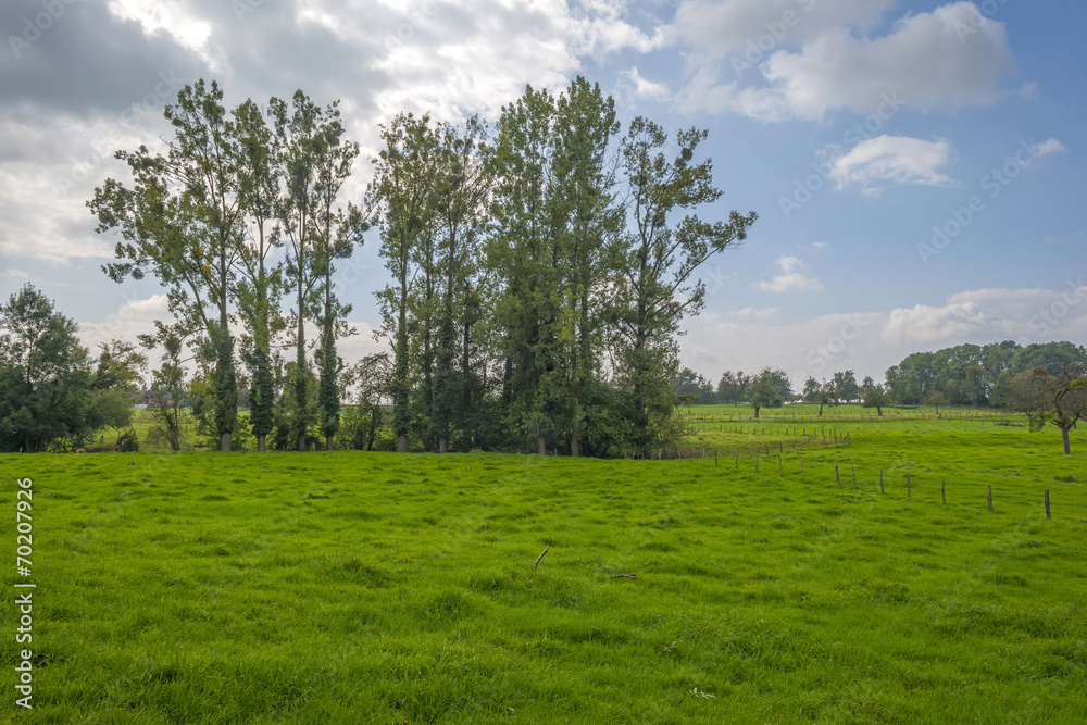 Trees in a meadow in summer