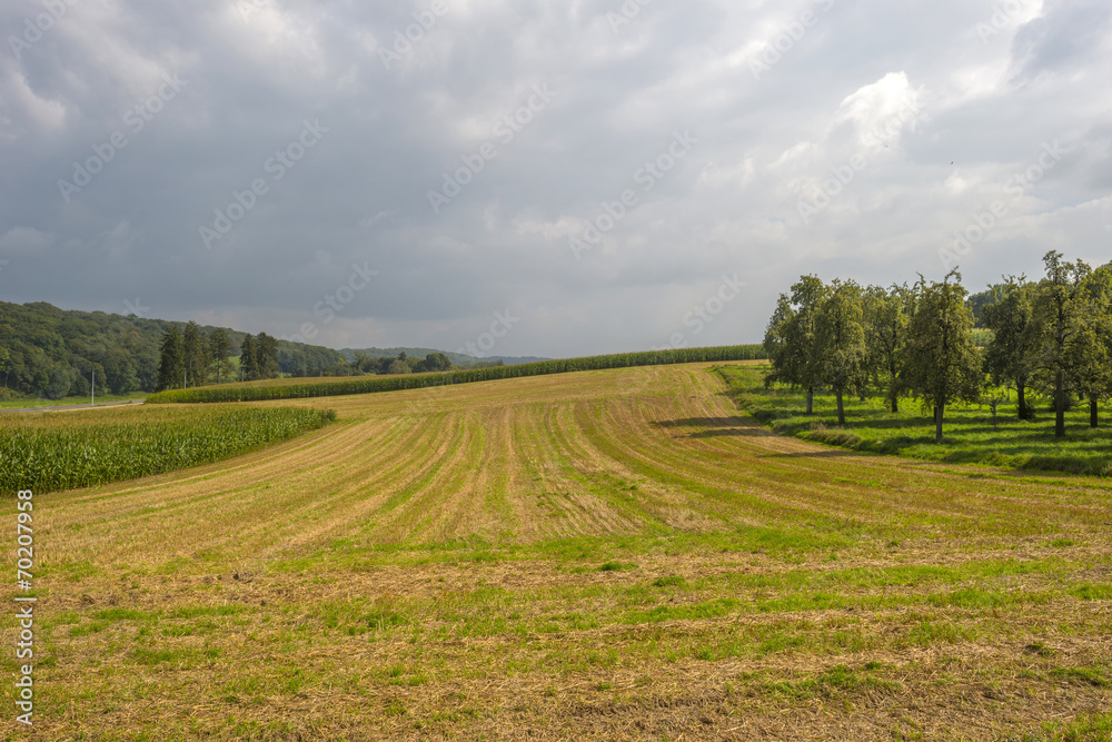 Fruit trees and corn in a field in summer