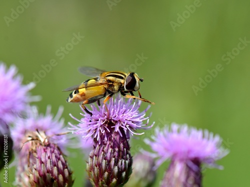 Biene auf Ackerkratzdistel © motivjaegerin1