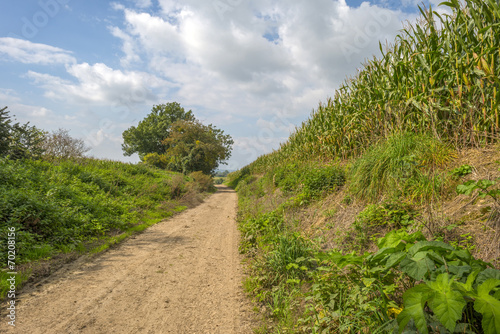 Corn growing on a field in summer