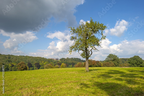 Tree in a meadow in summer