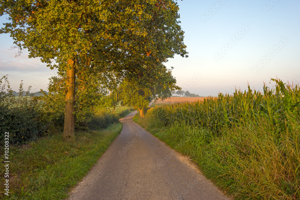 Fototapeta premium Corn growing on a field in summer at dawn