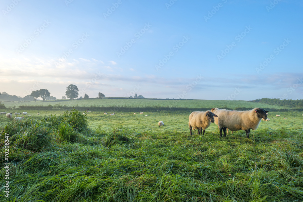 Sheep in a meadow at dawn in summer Sheep in a meadow at dawn in summer