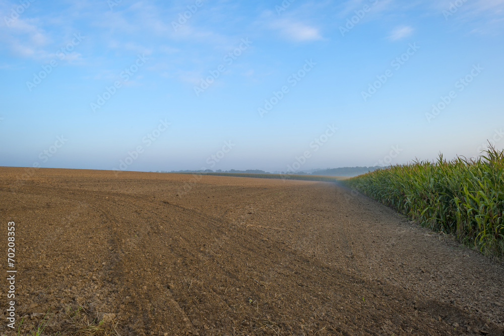 Corn growing on a field in summer at dawn