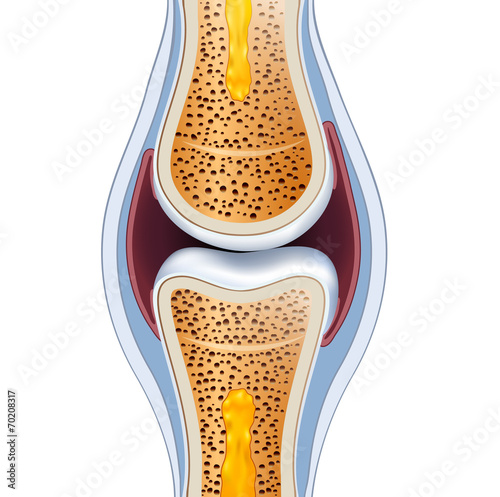 Normal synovial joint anatomy. Healthy joint detailed illustrati photo