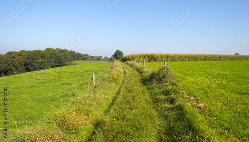 Tracks through a meadow in summer