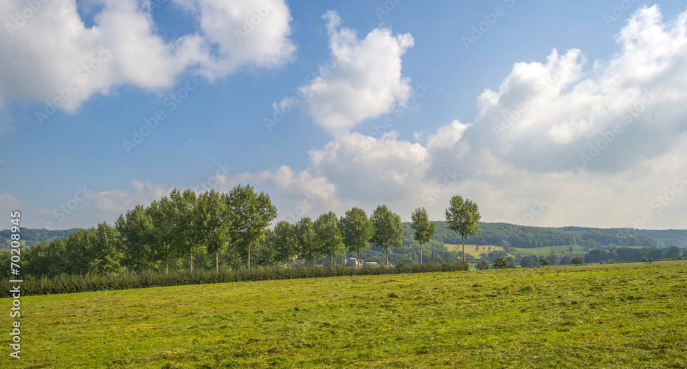 Trees along a field in summer