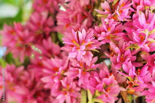 pink orchid flower in the nature