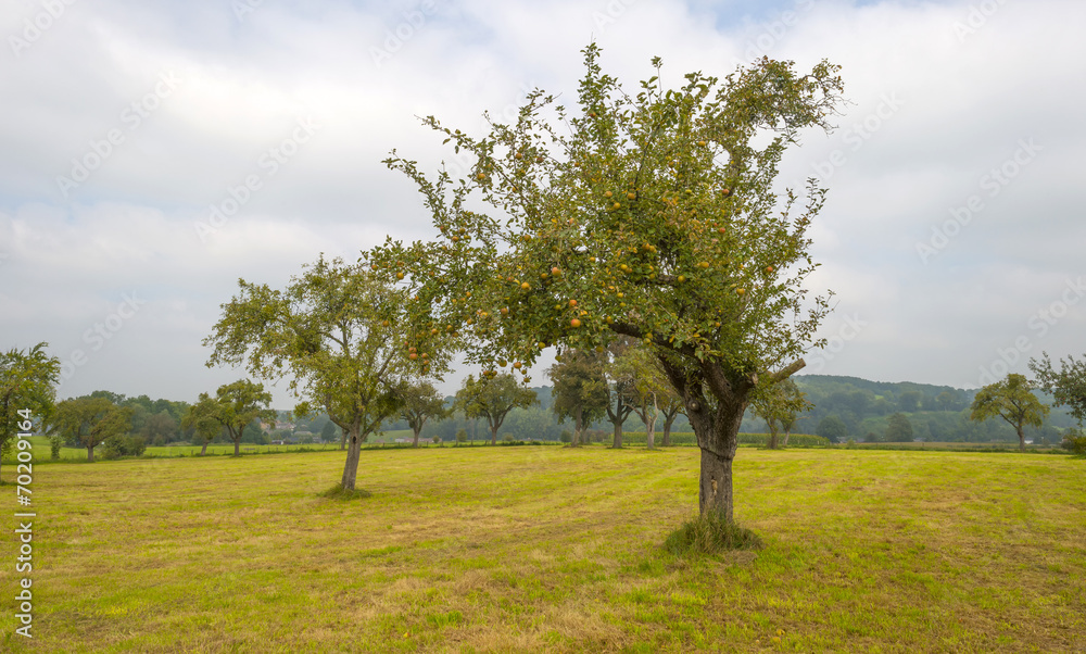 Fruit trees in a meadow in summer Fruit trees in a meadow in summer