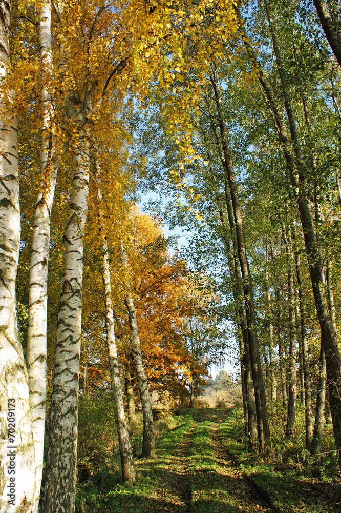 Fototapeta premium Herbstwald