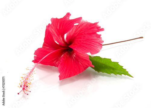 hibiscus flower