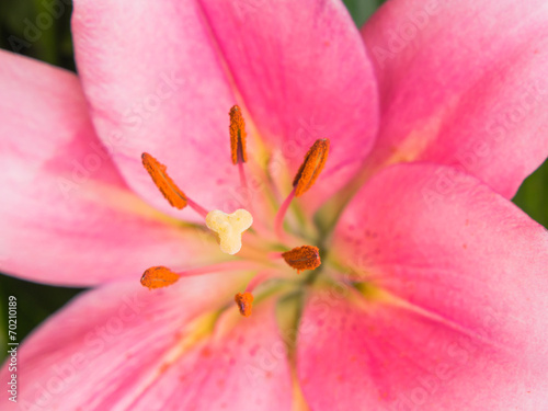 Stigma and anthers of a pink lily