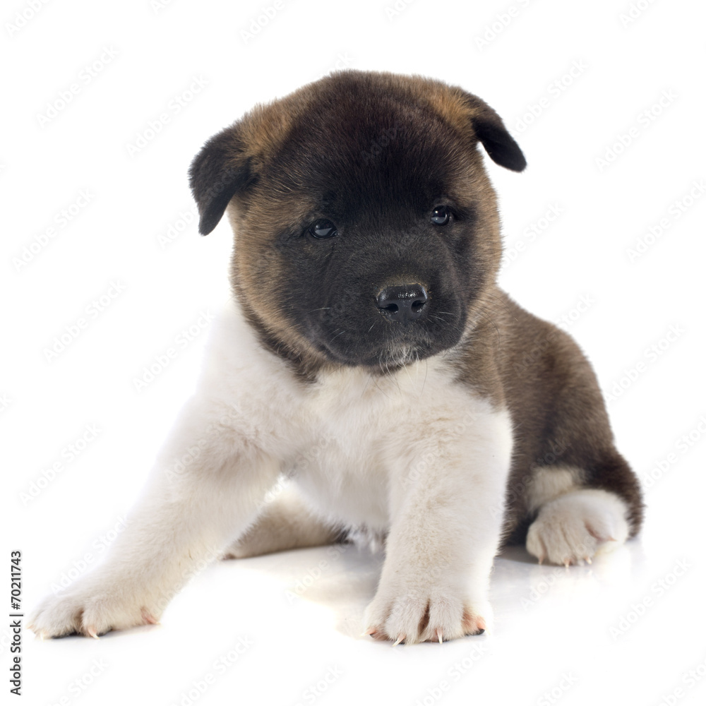 puppy american akita puppy american akita