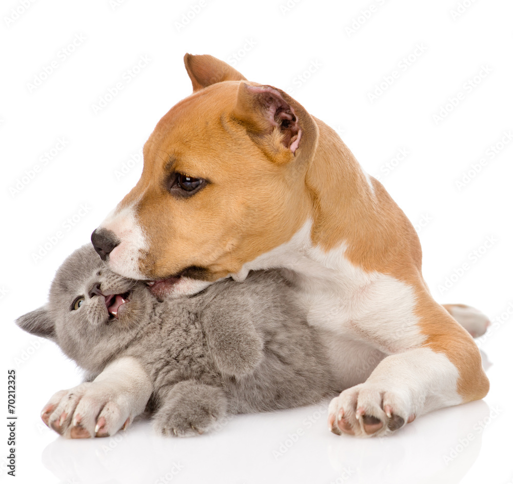 stafford puppy kissing kitten. isolated on white background