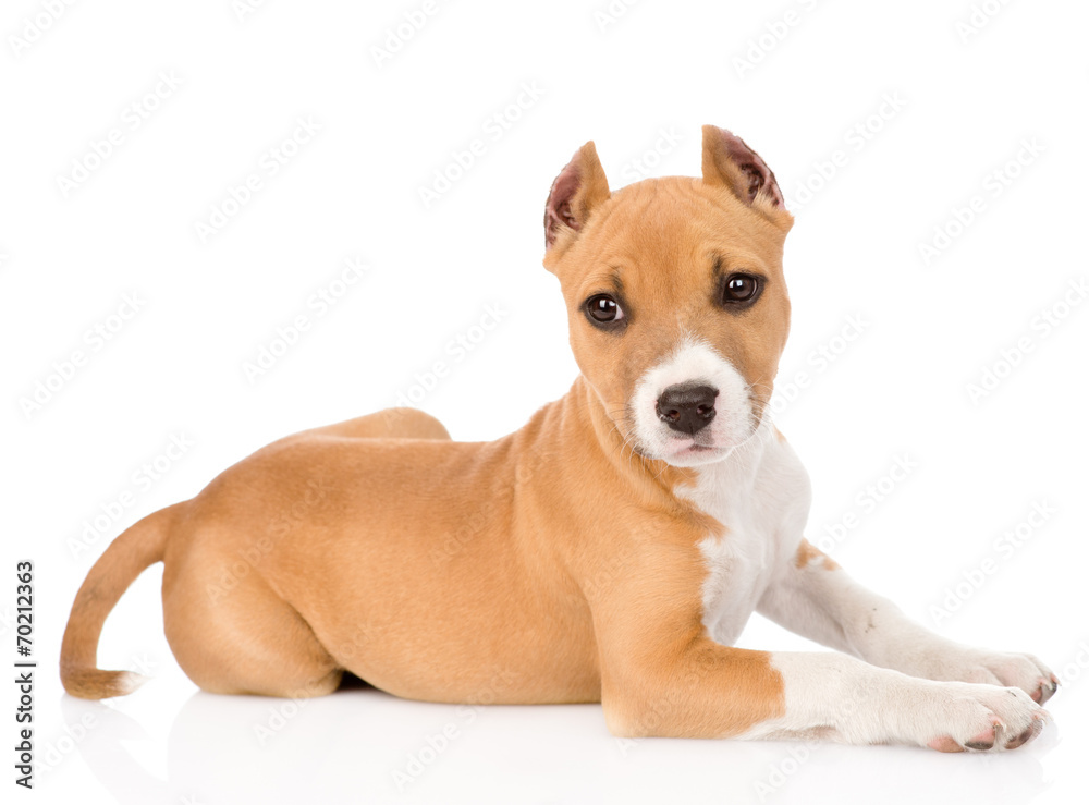 stafford puppy looking at camera. isolated on white background