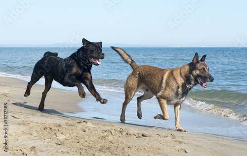 dogs on the beach © cynoclub
