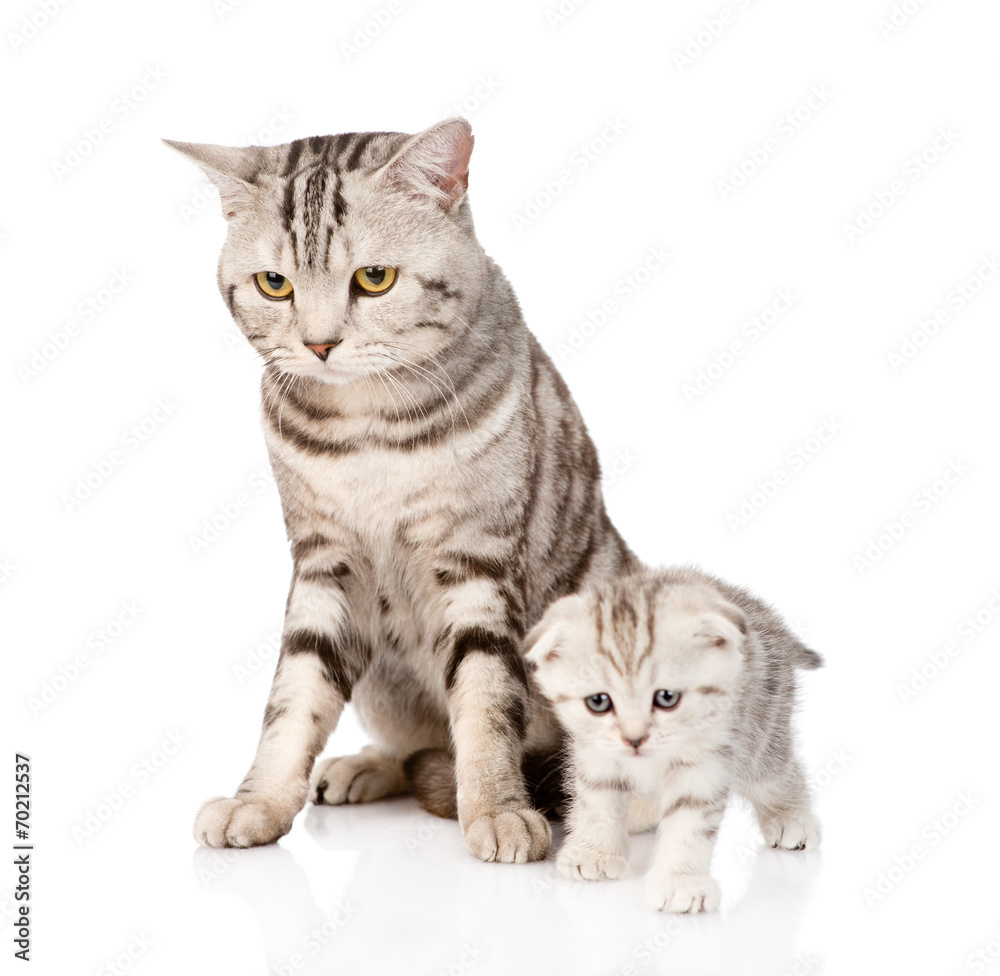 Fototapeta premium mother cat with kitten. isolated on white background