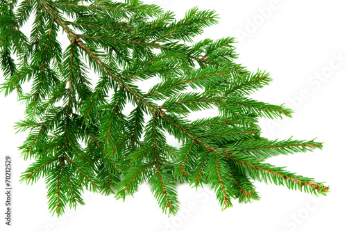 fir