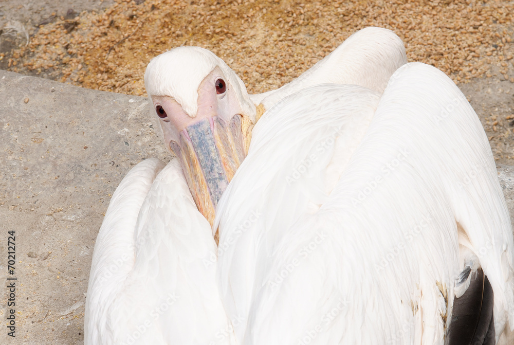Fototapeta premium Pelican