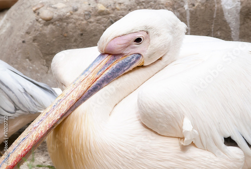 Pelican photo