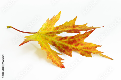 Yellow-green-red autumn leaf