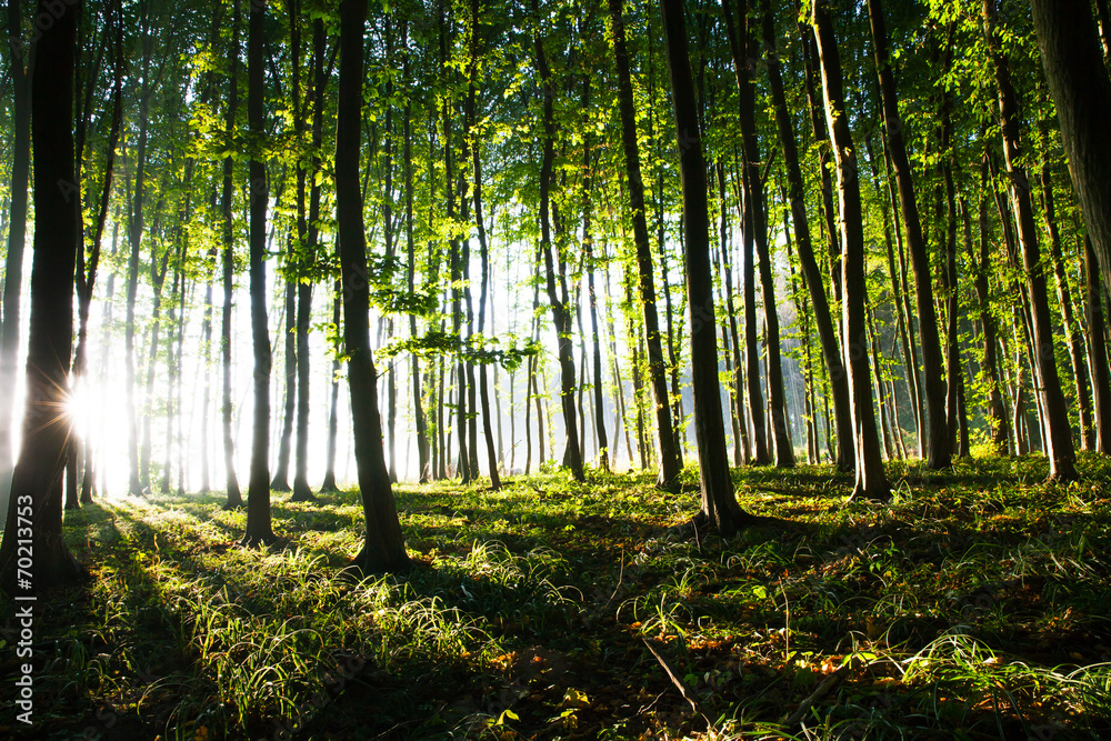 Obraz premium nature. sunset in the forest