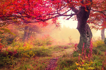 Fototapete Landschaften Herbstwald  © Leonid Tit