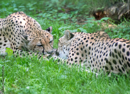 Two cheetahs fighting with piece of meat Acinonyx Jubatus