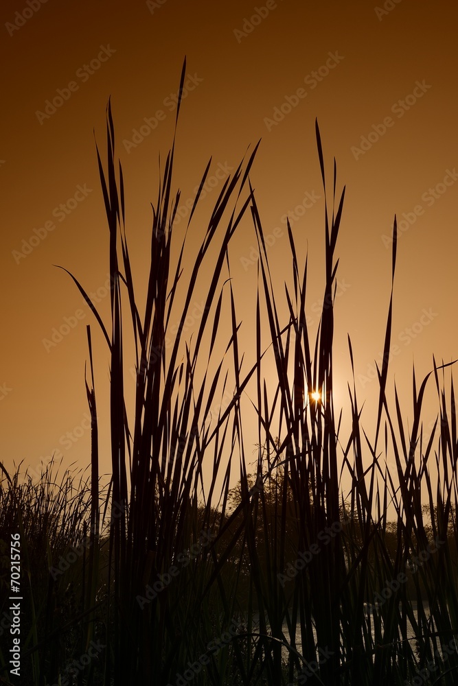 Grass Silhouette Warm
