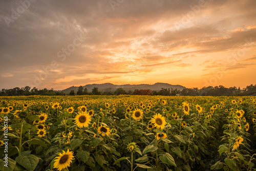 The huge sunflower field in Thailand