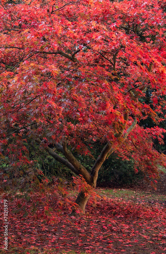 Photography Beautiful Japanese maple acer tree in full Autumn color