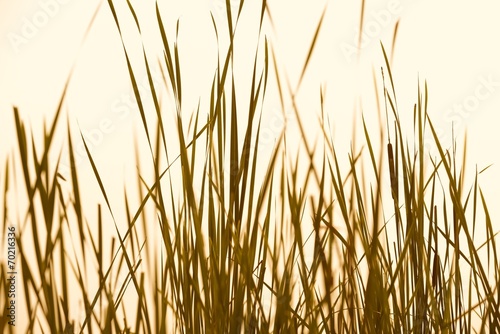 Grass Abstract Sepia