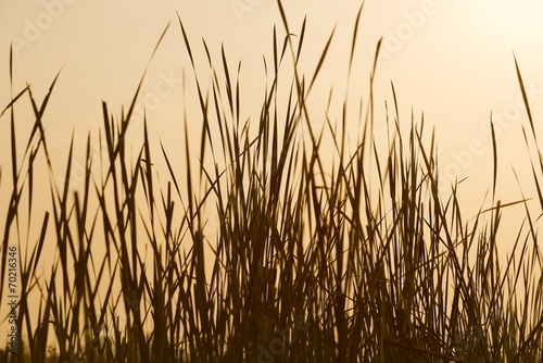 Grass Silhouette Sepia