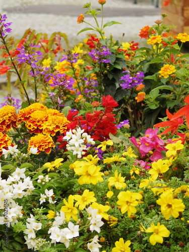 colourful flowers background